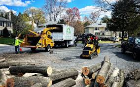 Best Arborist Consultation Services  in Mpbell, CA